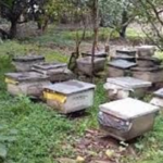 मधुमक्खी पालन से बढ़ेगी आय, छह साल में हजारों किसानों को जोड़ेगी नई नीति..