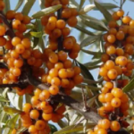 औषधीय आमील को मिलेगी ग्लोबल पहचान, तीन फर्मों संग सरकार का समझौता..