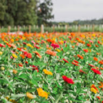 क्लस्टर मॉडल से बढ़ेगा फूलों का उत्पादन, नीति से मिलेगा बाजार..