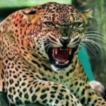 घुड़दौड़ी में आदमखोर गुलदार का हमला, ग्रामीणों में भय का माहौल..