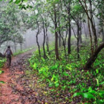 उत्तराखंड में मजबूत होगी वन्यजीव रेस्क्यू व्यवस्था, 10 नए ट्रांजिट सेंटर की योजना..
