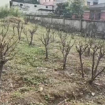 उत्तराखंड में रेशम उत्पादन बढ़ाने की बड़ी पहल, शहतूत की V-1 वैरायटी का होगा रोपण..